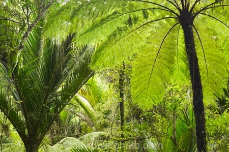 beautiful;beauty;bush;endemic;fern;ferns;forest;forests;green;native;native-bush;natives;natural;nature;New-Zealand;nikau;nikau-palm;nikaus;Nothofagus;Paparoa-National-Park;ponga;pongas;Punakaiki;punga;pungas;rain-forest;rain-forests;rain_forest;rain_forests;rainforest;rainforests;scene;scenic;South-Island;southern-beeches;tree;tree-fern;tree-ferns;trees;Truman-Track;West-Coast;westland