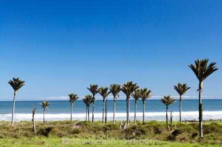 beach;coast;coastal;New-Zealand;Nikau;nikau-palm;Nikau-Palms;palm;palm-tree;palm-trees;palms;South-Island;tree;trees;west-coast;westland