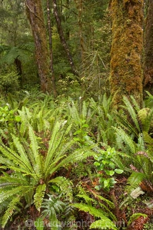 beautiful;beauty;bush;endemic;fern;ferns;forest;forests;green;Kahurangi-National-Park;Karamea;lush;national-park;national-parks;native;native-bush;natives;natural;nature;New-Zealand;Nothofagus;Oparara-Basin;ponga;pongas;punga;pungas;rain-forest;rain-forests;rain_forest;rain_forests;rainforest;rainforests;scene;scenic;South-Island;southern-beeches;timber;tree;tree-fern;tree-ferns;tree-trunk;tree-trunks;trees;trunk;trunks;verdant;West-Coast;Westland;wood;woods