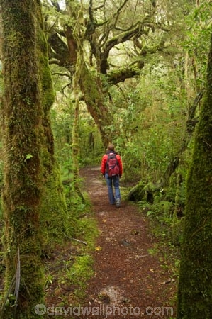 beautiful;beauty;bush;endemic;fern;ferns;forest;forests;green;hike;hiker;hikers;hiking;Kahurangi-National-Park;Karamea;lush;Moira-Gate-Arch;moss;mosses;mossy;national-park;national-parks;native;native-bush;natives;natural;nature;New-Zealand;Nothofagus;Oparara-Basin;people;person;ponga;pongas;punga;pungas;rain-forest;rain-forests;rain_forest;rain_forests;rainforest;rainforests;scene;scenic;South-Island;southern-beeches;timber;Track;tracks;tree;tree-fern;tree-ferns;tree-trunk;tree-trunks;trees;trunk;trunks;verdant;walker;walkers;walking;walking-track;walking-tracks;West-Coast;Westland;wood;woods