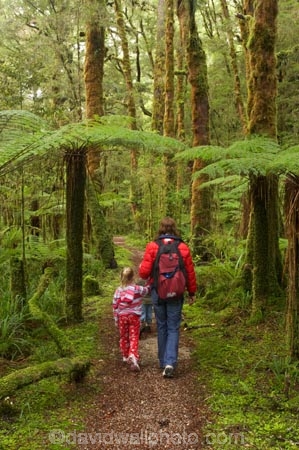beautiful;beauty;bush;endemic;fern;ferns;forest;forests;green;hike;hiker;hikers;hiking;Kahurangi-National-Park;Karamea;lush;Moira-Gate-Arch;moss;mosses;mossy;national-park;national-parks;native;native-bush;natives;natural;nature;New-Zealand;Nothofagus;Oparara-Basin;people;person;ponga;pongas;punga;pungas;rain-forest;rain-forests;rain_forest;rain_forests;rainforest;rainforests;scene;scenic;South-Island;southern-beeches;timber;Track;tracks;tree;tree-fern;tree-ferns;tree-trunk;tree-trunks;trees;trunk;trunks;verdant;walker;walkers;walking;walking-track;walking-tracks;West-Coast;Westland;wood;woods
