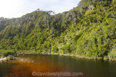 beautiful;beauty;bush;endemic;forest;forests;Great-Walk;green;Heaphy-Track;Kahurangi-National-Park;Karamea;Kohaihai-River;lush;national-park;national-parks;native;native-bush;natives;natural;nature;New-Zealand;rain-forest;rain-forests;rain_forest;rain_forests;rainforest;rainforests;scene;scenic;South-Island;tannin;tannin-stained;tannin-stained-river;tannin-stained-water;tannin_stained;tannin_stained-river;tannin_stained-water;verdant;West-Coast;Westland