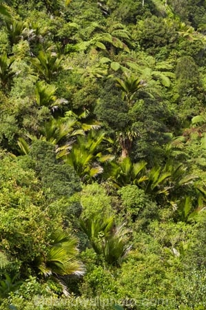 beautiful;beauty;bush;endemic;fern;ferns;forest;forests;Great-Walk;green;Heaphy-Track;Kahurangi-National-Park;Karamea;lush;national-park;national-parks;native;native-bush;natives;natural;nature;New-Zealand;nikau;nikau-palm;nikaus;Nothofagus;ponga;pongas;punga;pungas;rain-forest;rain-forests;rain_forest;rain_forests;rainforest;rainforests;scene;scenic;South-Island;southern-beeches;tree;tree-fern;tree-ferns;trees;verdant;West-Coast;Westland