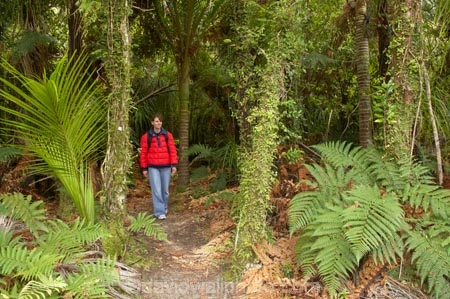 beautiful;beauty;bush;endemic;fern;ferns;forest;forests;Great-Walk;green;Heaphy-Track;hike;hiker;hikers;hiking;Kahurangi-National-Park;Karamea;lush;national-park;national-parks;native;native-bush;natives;natural;nature;New-Zealand;nikau;nikau-palm;nikaus;Nothofagus;people;person;ponga;pongas;punga;pungas;rain-forest;rain-forests;rain_forest;rain_forests;rainforest;rainforests;scene;scenic;South-Island;southern-beeches;tramp;tramper;trampers;tramping;tree;tree-fern;tree-ferns;trees;trek;treker;trekers;treking;trekker;trekkers;trekking;verdant;walk;walker;walkers;walking;West-Coast;Westland