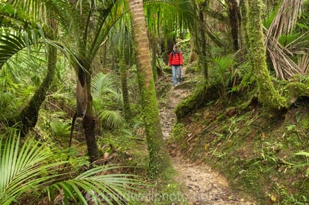 beautiful;beauty;bush;endemic;fern;ferns;forest;forests;Great-Walk;green;Heaphy-Track;hike;hiker;hikers;hiking;Kahurangi-National-Park;Karamea;lush;national-park;national-parks;native;native-bush;natives;natural;nature;New-Zealand;nikau;nikau-palm;nikaus;Nothofagus;people;person;ponga;pongas;punga;pungas;rain-forest;rain-forests;rain_forest;rain_forests;rainforest;rainforests;scene;scenic;South-Island;southern-beeches;tramp;tramper;trampers;tramping;tree;tree-fern;tree-ferns;trees;trek;treker;trekers;treking;trekker;trekkers;trekking;verdant;walk;walker;walkers;walking;West-Coast;Westland