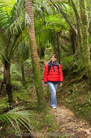 beautiful;beauty;bush;endemic;fern;ferns;forest;forests;Great-Walk;green;Heaphy-Track;hike;hiker;hikers;hiking;Kahurangi-National-Park;Karamea;lush;national-park;national-parks;native;native-bush;natives;natural;nature;New-Zealand;nikau;nikau-palm;nikaus;Nothofagus;people;person;ponga;pongas;punga;pungas;rain-forest;rain-forests;rain_forest;rain_forests;rainforest;rainforests;scene;scenic;South-Island;southern-beeches;tramp;tramper;trampers;tramping;tree;tree-fern;tree-ferns;trees;trek;treker;trekers;treking;trekker;trekkers;trekking;verdant;walk;walker;walkers;walking;West-Coast;Westland
