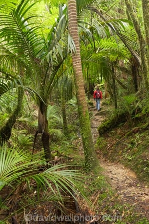 beautiful;beauty;bush;endemic;fern;ferns;forest;forests;Great-Walk;green;Heaphy-Track;Kahurangi-National-Park;Karamea;lush;national-park;national-parks;native;native-bush;natives;natural;nature;New-Zealand;nikau;nikau-palm;nikaus;Nothofagus;ponga;pongas;punga;pungas;rain-forest;rain-forests;rain_forest;rain_forests;rainforest;rainforests;scene;scenic;South-Island;southern-beeches;tree;tree-fern;tree-ferns;trees;verdant;West-Coast;Westland