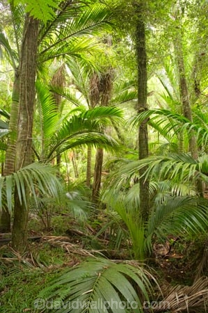 beautiful;beauty;bush;endemic;fern;ferns;forest;forests;Great-Walk;green;Heaphy-Track;Kahurangi-National-Park;Karamea;lush;national-park;national-parks;native;native-bush;natives;natural;nature;New-Zealand;nikau;nikau-palm;nikaus;Nothofagus;ponga;pongas;punga;pungas;rain-forest;rain-forests;rain_forest;rain_forests;rainforest;rainforests;scene;scenic;South-Island;southern-beeches;tree;tree-fern;tree-ferns;trees;verdant;West-Coast;Westland