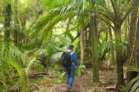 beautiful;beauty;bush;endemic;fern;ferns;forest;forests;Great-Walk;green;Heaphy-Track;hike;hiker;hikers;hiking;Kahurangi-National-Park;Karamea;lush;national-park;national-parks;native;native-bush;natives;natural;nature;New-Zealand;nikau;nikau-palm;nikaus;Nothofagus;people;person;ponga;pongas;punga;pungas;rain-forest;rain-forests;rain_forest;rain_forests;rainforest;rainforests;scene;scenic;South-Island;southern-beeches;tramp;tramper;trampers;tramping;tree;tree-fern;tree-ferns;trees;trek;treker;trekers;treking;trekker;trekkers;trekking;verdant;walk;walker;walkers;walking;West-Coast;Westland