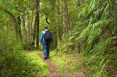 beautiful;beauty;bush;endemic;Fenian-Track;forest;forests;green;hike;hiker;hikers;hiking;Kahurangi-National-Park;Karamea;lush;moss;mosses;mossy;national-park;national-parks;native;native-bush;natives;natural;nature;New-Zealand;people;person;rain-forest;rain-forests;rain_forest;rain_forests;rainforest;rainforests;scene;scenic;South-Island;track;tracks;tramp;tramper;trampers;tramping;tree;trees;trek;treker;trekers;treking;trekker;trekkers;trekking;verdant;walk;walker;walkers;walking;walking-track;walking-tracks;West-Coast;Westland
