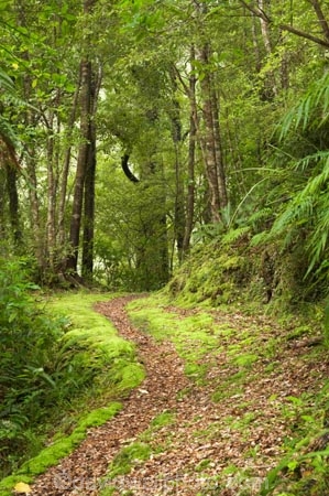 beautiful;beauty;bush;endemic;Fenian-Track;forest;forests;green;Kahurangi-National-Park;Karamea;lush;moss;mosses;mossy;national-park;national-parks;native;native-bush;natives;natural;nature;New-Zealand;rain-forest;rain-forests;rain_forest;rain_forests;rainforest;rainforests;scene;scenic;South-Island;track;tracks;tree;trees;verdant;walking-track;walking-tracks;West-Coast;Westland