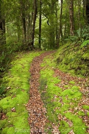 beautiful;beauty;bush;endemic;Fenian-Track;forest;forests;green;Kahurangi-National-Park;Karamea;lush;moss;mosses;mossy;national-park;national-parks;native;native-bush;natives;natural;nature;New-Zealand;rain-forest;rain-forests;rain_forest;rain_forests;rainforest;rainforests;scene;scenic;South-Island;track;tracks;tree;trees;verdant;walking-track;walking-tracks;West-Coast;Westland