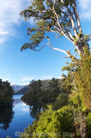 Blue-River;calm;eco-tourism;eco-tourist;eco-tourists;eco_tourism;eco_tourist;eco_tourists;ecotourism;ecotourist;ecotourists;lake;Lake-Moeraki;lakes;Moeraki-River;n.z.;native;natural;natural-scenery;nature;new-zealand;nz;placid;quiet;reflection;reflections;river;rivers;S.I.;scene;serene;SI;smooth;South-Island;still;tranquil;water;west-coast;westland