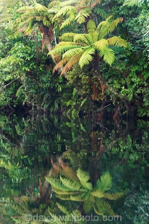 beautiful;beauty;Beech-Forest;Blue-River;bush;calm;cyathea;endemic;fern;ferns;forest;forests;frond;fronds;green;Moeraki-River;n.z.;native;native-bush;natives;natural;natural-scenery;nature;new-zealand;Nothofagus;nz;placid;ponga;pongas;punga;pungas;quiet;rain-forest;rain-forests;rain_forest;rain_forests;rainforest;rainforests;reflection;reflections;river;rivers;S.I.;scene;scenic;serene;SI;smooth;South-Island;southern-beeches;still;timber;tranquil;tree;tree-fern;tree-ferns;trees;west-coast;westland;wood;woods