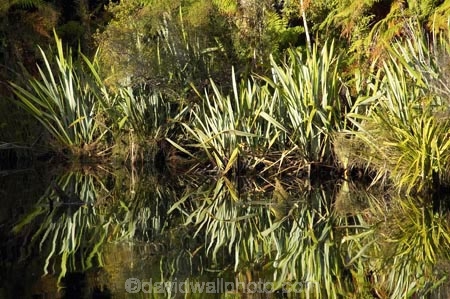 Blue-River;calm;flax;flaxes;lake;Lake-Moeraki;lakes;Moeraki-River;n.z.;native;native-bush;natural;natural-scenery;nature;new-zealand;nz;phormium;phormium-sp;placid;quiet;reflection;reflections;river;rivers;S.I.;scene;serene;SI;smooth;South-Island;still;tranquil;water;west-coast;westland