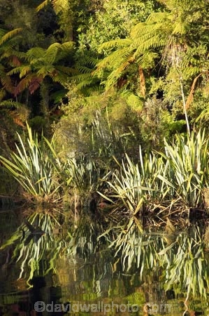 Blue-River;calm;flax;flaxes;lake;Lake-Moeraki;lakes;Moeraki-River;n.z.;native;native-bush;natural;natural-scenery;nature;new-zealand;nz;phormium;phormium-sp;placid;quiet;reflection;reflections;river;rivers;S.I.;scene;serene;SI;smooth;South-Island;still;tranquil;water;west-coast;westland