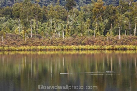 beautiful;beauty;Beech-Forest;bush;calm;endemic;flax;flaxes;forest;forests;green;heritage-area;lake;Lake-Moeraki;lakes;n.z.;native;native-bush;natives;natural;natural-scenery;nature;new-zealand;Nothofagus;nz;phormium;phormium-sp;placid;quiet;rain-forest;rain-forests;rain_forest;rain_forests;rainforest;rainforests;reflection;reflections;S.I.;S.I.ections;scene;scenic;serene;SI;smooth;South-Island;southern-beeches;still;te-wahi-pounamu;te-wahipounamu;te-wahipounamu-south_west-new;timber;tranquil;tree;tree-trunk;tree-trunks;trees;trunk;trunks;water;west-coast;westland;wood;woods;world-heirtage-site;world-heirtage-sites;world-heritage-area;world-heritage-areas