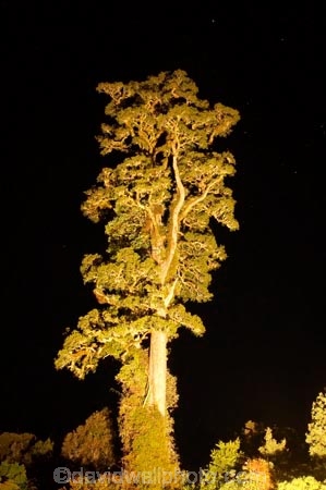 beautiful;beauty;bush;Dacrycarpus-dacrydioides;endemic;ervening;evening;floodlight;floodlighting;floodlights;floodlit;forest;forests;green;heritage-area;indigenous;kahikatea;kahikatea-tree;kahikatea-trees;light;lights;lit;N.Z.;native;native-bush;natives;natural;nature;New-Zealand;night;night-time;night_time;NZ;rain-forest;rain-forests;rain_forest;rain_forests;rainforest;rainforests;S.I.;scene;scenic;SI;South-Island;spotlight;tall;te-wahi-pounamu;te-wahipounamu;te-wahipounamu-south_west-new-zealand-world-heritage-area;timber;tree;tree-trunk;tree-trunks;trees;trunk;trunks;West-Coast;Westland;white-pine;white-pines;wood;woods;world-heirtage-site;world-heirtage-sites;world-heritage-area;world-heritage-areas