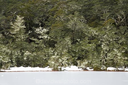 beautiful;beauty;Beech-Forest;bush;cold;endemic;forest;forests;freeze;freezing;frozen;Frozen-Lake;green;ice;icy;lake;lakes;Lewis-Pass-Summit;N.Z.;native;native-bush;natives;natural;nature;New-Zealand;Nothofagus;NZ;rain-forest;rain-forests;rain_forest;rain_forests;rainforest;rainforests;S.I.;scene;scenic;season;seasonal;seasons;SI;snow;snowing;snowy;South-Is.;South-Island;southern-beeches;timber;tree;tree-trunk;tree-trunks;trees;trunk;trunks;Wesl-Coast;Westland;white;winter;wintery;wood;woods