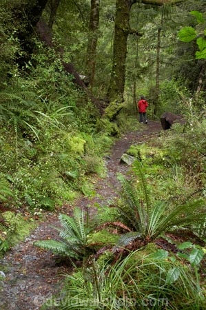 fern;ferns;flora;forest;forestry;forests;green;hike;hiker;hikers;hiking;hiking-track;hiking-tracks;Lewis-Pass-Road;lush;N.Z.;native-bush;New-Zealand;NZ;outdoor;outdoors;people;person;S.I.;SI;South-Is.;South-Island;Springs-Junction;track;tracks;tramp;tramper;trampers;tramping;trek;treker;trekers;treking;trekker;trekkers;trekking;walk;walker;walkers;walking;walking-track;walking-tracks;Waterfall-Walk-Track;Wesl-Coast;Westland