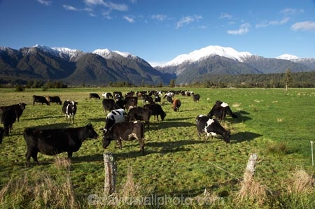 agricultural;agriculture;alp;alpine;alps;altitude;animal;animals;cattle;country;countryside;cow;cows;farm;farming;farmland;farms;fence;fence-line;fence-lines;fence_line;fence_lines;fenceline;fencelines;fences;field;fields;grass;grassy;Herbivore;Herbivores;Herbivorous;high-altitude;Livestock;main-divide;mammal;mammals;meadow;meadows;mount;Mount-Adams;mountain;mountain-peak;mountainous;mountains;mountainside;mt;Mt-Adams;mt.;Mt.-Adams;N.Z.;New-Zealand;NZ;paddock;paddocks;pasture;pastures;peak;peaks;range;ranges;rural;S.I.;SI;snow;snow-capped;snow_capped;snowcapped;snowy;South-Is.;south-island;southern-alps;stock;summit;summits;West-Coast;Westland