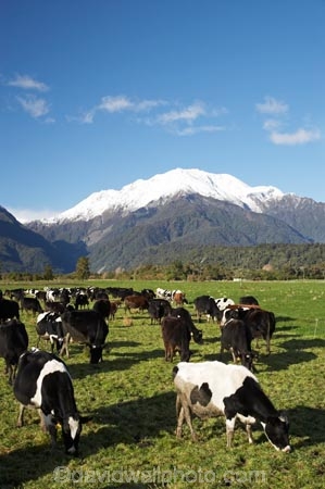 agricultural;agriculture;alp;alpine;alps;altitude;animal;animals;cattle;country;countryside;cow;cows;farm;farming;farmland;farms;field;fields;grass;grassy;Herbivore;Herbivores;Herbivorous;high-altitude;Livestock;main-divide;mammal;mammals;meadow;meadows;mount;Mount-Adams;mountain;mountain-peak;mountainous;mountains;mountainside;mt;Mt-Adams;mt.;Mt.-Adams;N.Z.;New-Zealand;NZ;paddock;paddocks;pasture;pastures;peak;peaks;range;ranges;rural;S.I.;SI;snow;snow-capped;snow_capped;snowcapped;snowy;South-Is.;south-island;southern-alps;stock;summit;summits;West-Coast;Westland