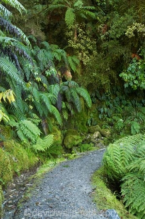 beautiful;beauty;bush;cyathea;endemic;fern;ferns;footpath;footpaths;forest;forests;frond;fronds;green;Lake-Matheson;N.Z.;native;native-bush;natives;natural;nature;New-Zealand;NZ;ponga;pongas;punga;pungas;rain-forest;rain-forests;rain_forest;rain_forests;rainforest;rainforests;S.I.;scene;scenic;SI;South-Is.;South-Island;track;tracks;tree-fern;tree-ferns;West-Coast;Westland