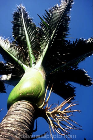 flower;flowers;frond;fronds;icon;icons;native;nature;new-zealand;palms;symbol;symbols;tree;trees;trunk