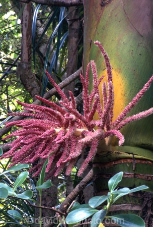 flower;flowers;native;nature;new-zealand;pink;pod;seed
