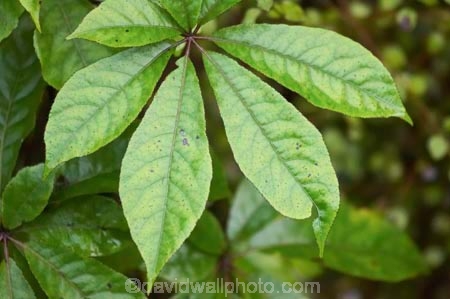 beautiful;beauty;bush;endemic;Five-Finger;Five_finger;forest;forests;green;heritage-area;indigenous;N.Z.;native;native-bush;natives;natural;natural-scenery;nature;New-Zealand;NZ;plant;Pseudopanax-arboreous;rain-forest;rain-forests;rain_forest;rain_forests;rainforest;rainforests;S.I.;scene;scenic;SI;South-Island;te-wahi-pounamu;te-wahipounamu;te-wahipounamu-south_west-new-zealand-world-heritage-area;West-Coast;Westland;wood;woods;world-heirtage-site;world-heirtage-sites;world-heritage-area;world-heritage-areas