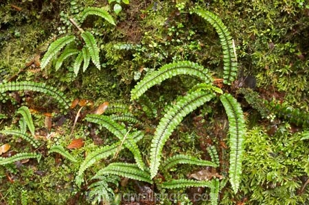 bush;Button-Fern;Button-Ferns;fern;ferns;forest;frond;fronds;heritage-area;N.Z.;native;natural;natural-scenery;nature;New-Zealand;NZ;Pellaea-rotundifolia;S.I.;scene;SI;South-Island;te-wahi-pounamu;te-wahipounamu;te-wahipounamu-south_west-new-zealand-world-heritage-area;West-Coast;Westland;world-heirtage-site;world-heirtage-sites;world-heritage-area;world-heritage-areas