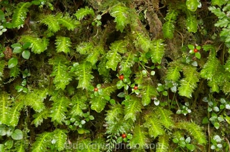 beautiful;beauty;bush;endemic;forest;forests;green;heritage-area;lush;moss;mosses;N.Z.;native;native-bush;natives;natural;natural-scenery;nature;New-Zealand;NZ;rain-forest;rain-forests;rain_forest;rain_forests;rainforest;rainforests;S.I.;scene;scenic;SI;South-Island;te-wahi-pounamu;te-wahipounamu;te-wahipounamu-south_west-new-zealand-world-heritage-area;West-Coast;Westland;wood;woods;world-heirtage-site;world-heirtage-sites;world-heritage-area;world-heritage-areas