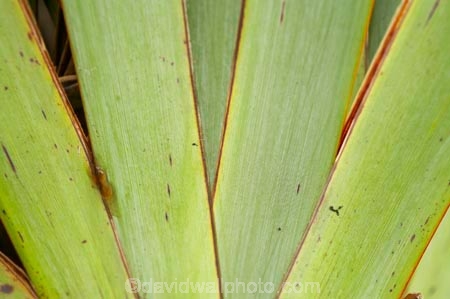 flax;flax-detail;flaxes;heritage-area;N.Z.;New-Zealand;NZ;phormium;S.I.;SI;South-Island;te-wahi-pounamu;te-wahipounamu;te-wahipounamu-south_west-new-zealand-world-heritage-area;West-Coast;Westland;world-heirtage-site;world-heirtage-sites;world-heritage-area;world-heritage-areas