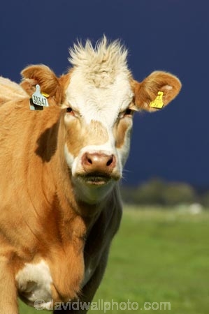 agricultural;agriculture;animal;animals;approaching-storm;beef;black-cloud;black-clouds;cattle;cloud;clouds;country;countryside;cow;cows;farm;farming;farmland;farms;field;fields;Fox-Glacier;fur;grass;grassy;gray-clouds;grey-clouds;Herbivore;Herbivores;Herbivorous;Livestock;mammal;mammals;meadow;meadows;New-Zealand;paddock;paddocks;pasture;pastures;rain;rain-cloud;rain-clouds;rural;South-Island;stock;storm;storm-cloud;storm-clouds;stormy;thunder-storm;thunder-storms;thunderstorm;thunderstorms;West-Coast;westland