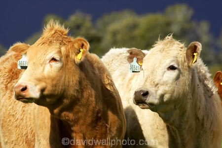 agricultural;agriculture;animal;animals;beef;cattle;country;countryside;cow;cows;farm;farming;farmland;farms;field;fields;Fox-Glacier;fur;grass;grassy;Herbivore;Herbivores;Herbivorous;herd;herds;Livestock;mammal;mammals;meadow;meadows;New-Zealand;paddock;paddocks;pasture;pastures;rural;South-Island;stock;West-Coast;westland