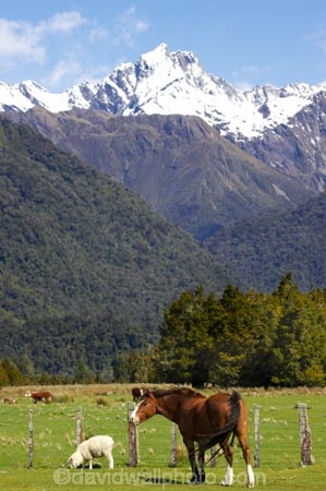 agricultural;agriculture;alp;alpine;alps;altitude;brown-horse;brown-horses;country;countryside;equestrian;farm;farming;farmland;farms;field;fields;Fox-Glacier;glacier;high-altitude;Horse;horses;main-divide;meadow;meadows;mount;mountain;mountain-peak;mountainous;mountains;mountainside;mt;mt.;New-Zealand;paddock;paddocks;pasture;pastures;peak;peaks;range;ranges;rural;sheep;snow;snow-capped;snow_capped;snowcapped;snowy;South-Island;southern-alps;stock;summit;summits;West-Coast;westland