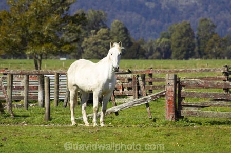 agricultural;agriculture;country;countryside;equestrian;farm;farming;farmland;farms;field;fields;Fox-Glacier;Horse;horses;meadow;meadows;New-Zealand;paddock;paddocks;pasture;pastures;rural;South-Island;stock;stock-yard;stock-yards;West-Coast;westland;white-horse;white-horses;yard;yards