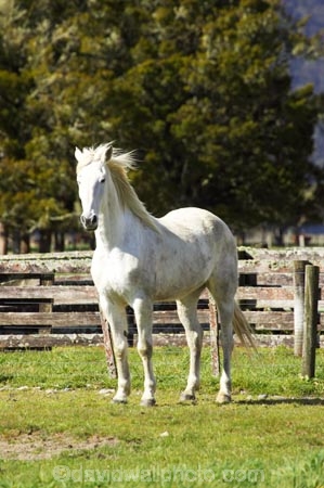 agricultural;agriculture;country;countryside;equestrian;farm;farming;farmland;farms;field;fields;Fox-Glacier;Horse;horses;meadow;meadows;New-Zealand;paddock;paddocks;pasture;pastures;rural;South-Island;stock;stock-yard;stock-yards;West-Coast;westland;white-horse;white-horses;yard;yards