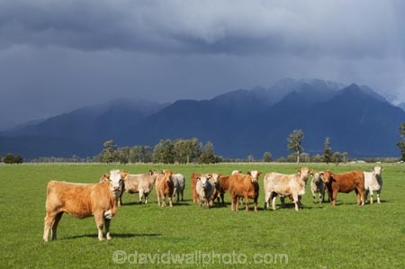 agricultural;agriculture;alp;alpine;alps;altitude;animal;animals;approaching-storm;beef;black-cloud;black-clouds;cattle;cloud;clouds;country;countryside;cow;cows;farm;farming;farmland;farms;field;fields;Fox-Glacier;fur;grass;grassy;gray-clouds;grey-clouds;Herbivore;Herbivores;Herbivorous;herd;herds;high-altitude;Livestock;main-divide;mammal;mammals;meadow;meadows;mount;mountain;mountain-peak;mountainous;mountains;mountainside;mt;mt.;New-Zealand;paddock;paddocks;pasture;pastures;peak;peaks;rain;rain-cloud;rain-clouds;range;ranges;rural;snow;South-Island;southern-alps;stock;storm;storm-cloud;storm-clouds;stormy;summit;summits;thunder-storm;thunder-storms;thunderstorm;thunderstorms;West-Coast;westland