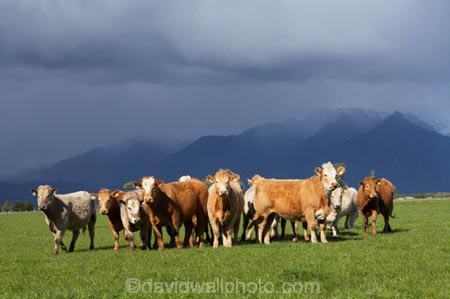 agricultural;agriculture;alp;alpine;alps;altitude;animal;animals;approaching-storm;beef;black-cloud;black-clouds;cattle;cloud;clouds;country;countryside;cow;cows;farm;farming;farmland;farms;field;fields;Fox-Glacier;fur;grass;grassy;gray-clouds;grey-clouds;Herbivore;Herbivores;Herbivorous;herd;herds;high-altitude;Livestock;main-divide;mammal;mammals;meadow;meadows;mount;mountain;mountain-peak;mountainous;mountains;mountainside;mt;mt.;New-Zealand;paddock;paddocks;pasture;pastures;peak;peaks;rain;rain-cloud;rain-clouds;range;ranges;rural;snow;South-Island;southern-alps;stock;storm;storm-cloud;storm-clouds;stormy;summit;summits;thunder-storm;thunder-storms;thunderstorm;thunderstorms;West-Coast;westland
