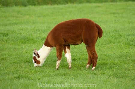 agricultural;agriculture;alpaca;alpacas;animal;animals;country;countryside;farm;farming;farmland;farms;field;fields;fur;Herbivore;Herbivores;Herbivorous;Karamea;Livestock;mammal;mammals;meadow;meadows;New-Zealand;paddock;paddocks;pasture;pastures;rural;South-Island;stock;West-Coast;Westland