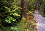 alive;beautiful;beauty;bush;fern;ferns;forest;forestry;forests;green;hike;hikes;hiking;natural;nature;rain-forest;rain-forests;rain_forest;rain_forests;rainforest;rainforests;scene;scenic;track;tracks;tramp;tramping;tramps;verdant;walk;walking;walks