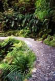 alive;beautiful;beauty;bush;fern;ferns;forest;forestry;forests;green;hike;hikes;hiking;natural;nature;rain-forest;rain-forests;rain_forest;rain_forests;rainforest;rainforests;scene;scenic;track;tracks;tramp;tramping;tramps;verdant;walk;walking;walks