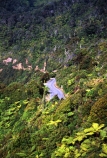bush;bushland;flora;forest;forestry;forests;mountain;native;natural;nature;road