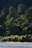 beautiful;beauty;Beech-Forest;bush;endemic;forest;forests;green;N.Z.;national-park;national-parks;native;native-bush;natives;natural;nature;New-Zealand;Nothofagus;NZ;Paparoa-N.P.;Paparoa-National-Park;Paparoa-NP;Punakaiki;rain-forest;rain-forests;rain_forest;rain_forests;rainforest;rainforests;S.I.;scene;scenic;SI;South-Island;southern-beeches;timber;tree;tree-trunk;tree-trunks;trees;trunk;trunks;West-Coast;Westland;wood;woods