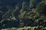 beautiful;beauty;Beech-Forest;bush;endemic;forest;forests;green;N.Z.;national-park;national-parks;native;native-bush;natives;natural;nature;New-Zealand;Nothofagus;NZ;Paparoa-N.P.;Paparoa-National-Park;Paparoa-NP;Punakaiki;rain-forest;rain-forests;rain_forest;rain_forests;rainforest;rainforests;S.I.;scene;scenic;SI;South-Island;southern-beeches;timber;tree;tree-trunk;tree-trunks;trees;trunk;trunks;West-Coast;Westland;wood;woods