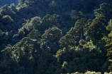 beautiful;beauty;Beech-Forest;bush;endemic;forest;forests;green;N.Z.;national-park;national-parks;native;native-bush;natives;natural;nature;New-Zealand;Nothofagus;NZ;Paparoa-N.P.;Paparoa-National-Park;Paparoa-NP;Punakaiki;rain-forest;rain-forests;rain_forest;rain_forests;rainforest;rainforests;S.I.;scene;scenic;SI;South-Island;southern-beeches;timber;tree;tree-trunk;tree-trunks;trees;trunk;trunks;West-Coast;Westland;wood;woods