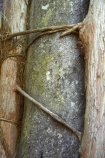 Buller-District;Buller-Region;epiphyte;epiphytes;Metrosideros-robusta;N.Z.;New-Zealand;Northern-rata;northern-ratas;NZ;Paparoa-N.P.;Paparoa-National-Park;Paparoa-NP;Punakaiki;rata;Rata-Tree;Rata-Trees;ratas;S.I.;SI;South-Is;South-Island;Te-Miko;tree-trunk;tree-trunks;Truman-Track;trunk;trunks;West-Coast;Westland