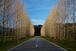avenue;avenues;Buller-District;Buller-Region;centre-line;centre-lines;centreline;centrelines;driving;highway;highways;New-Zealand;NZ;open-road;open-roads;road;road-trip;roads;S.I.;South-Is;South-Island;state-highway-65;state-highway-sixty-five;Sth-Is;straight;transport;transportation;travel;traveling;travelling;tree;trees;trip;vanishing-point;West-Coast
