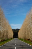 avenue;avenues;Buller-District;Buller-Region;centre-line;centre-lines;centreline;centrelines;driving;highway;highways;New-Zealand;NZ;open-road;open-roads;road;road-trip;roads;S.I.;South-Is;South-Island;state-highway-65;state-highway-sixty-five;Sth-Is;straight;transport;transportation;travel;traveling;travelling;tree;trees;trip;vanishing-point;West-Coast